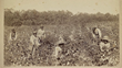 Savannah Cotton Plantation