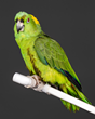Brock – Oakland Zoo’s Yellow-napped Amazon parrot
