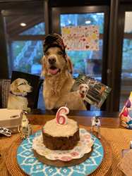Golden Retriever, Lulu, Celebrates her 6th birthday cake.