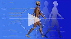 Restoring Functional Gait -  A physical therapy continuing education course