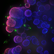 Culturing, imaging and analyzing organoids