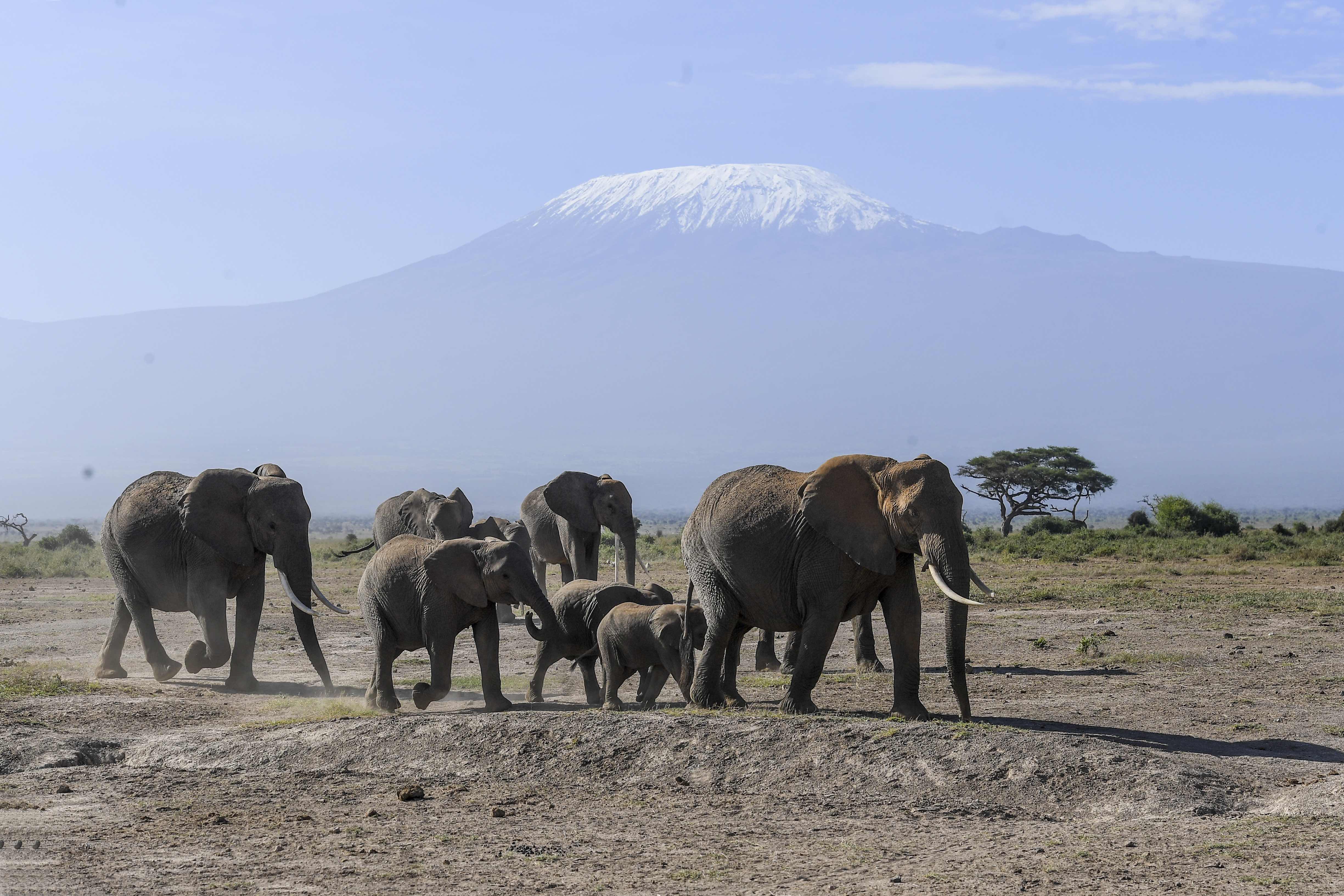 Elephant family in Amboseli region