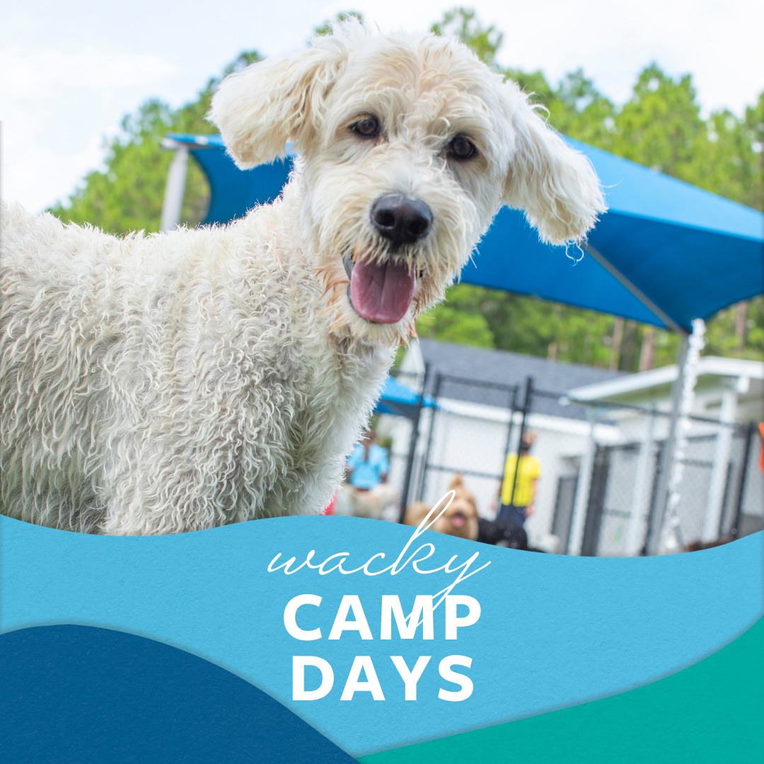 Pet Paradise Host Wacky Camp Days for Charity