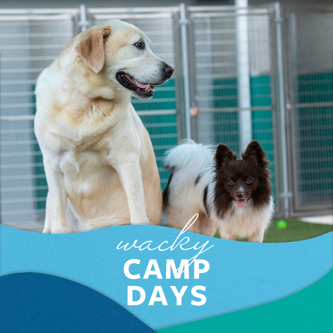 Pet Paradise Host Wacky Camp Days for Charity