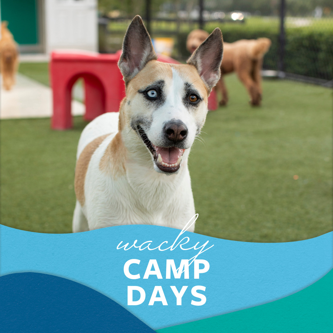 Pet Paradise Host Wacky Camp Days for Charity