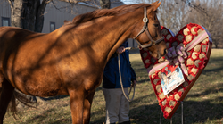 Brownie Points at Pin Oak Stud, Lexington, Kentucky Horse Farm