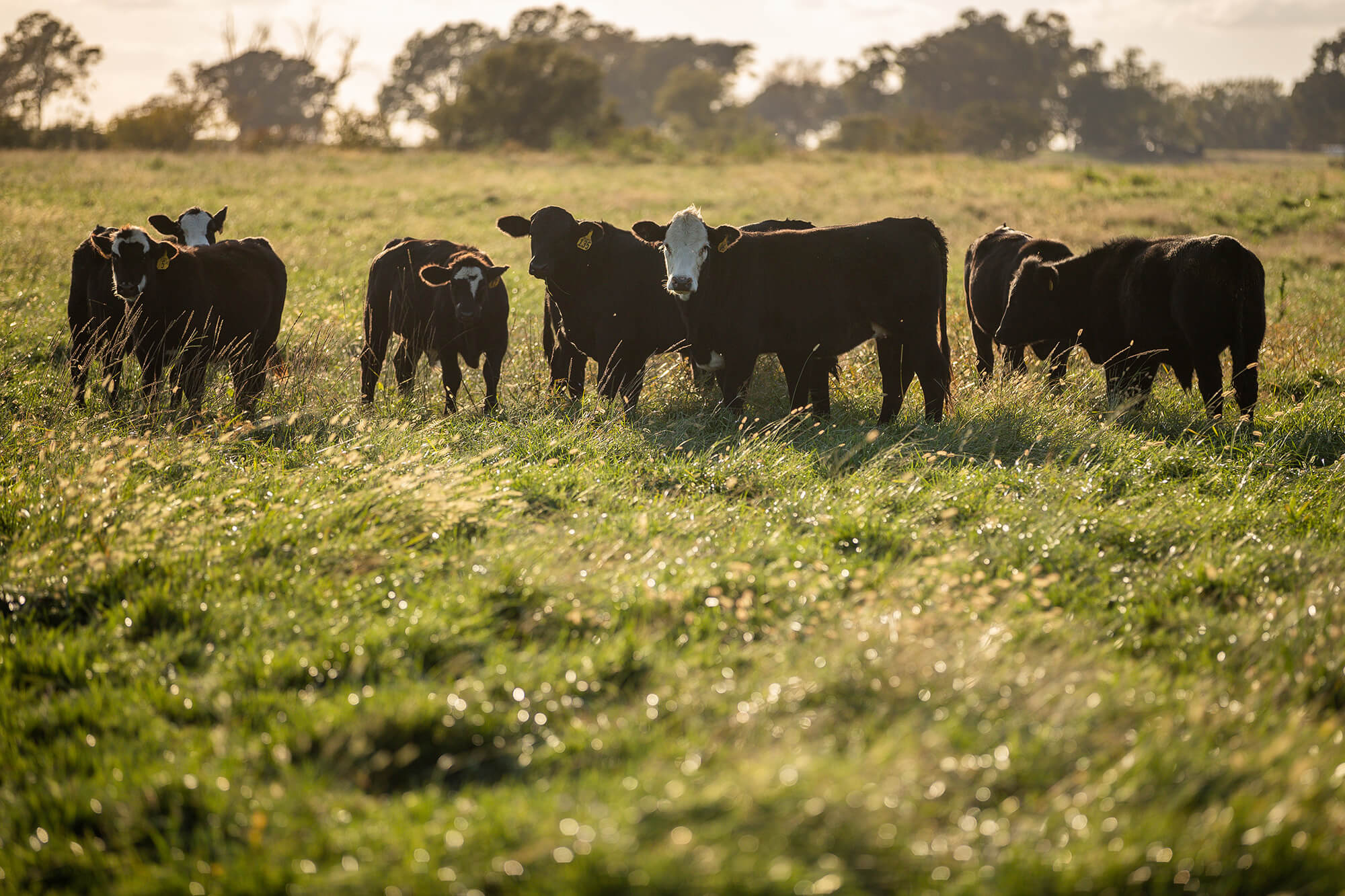 Grazing is the single largest land use in the U.S., with about 85% of the nationu2019s 655 million acres unsuitable for production of human food crops.
