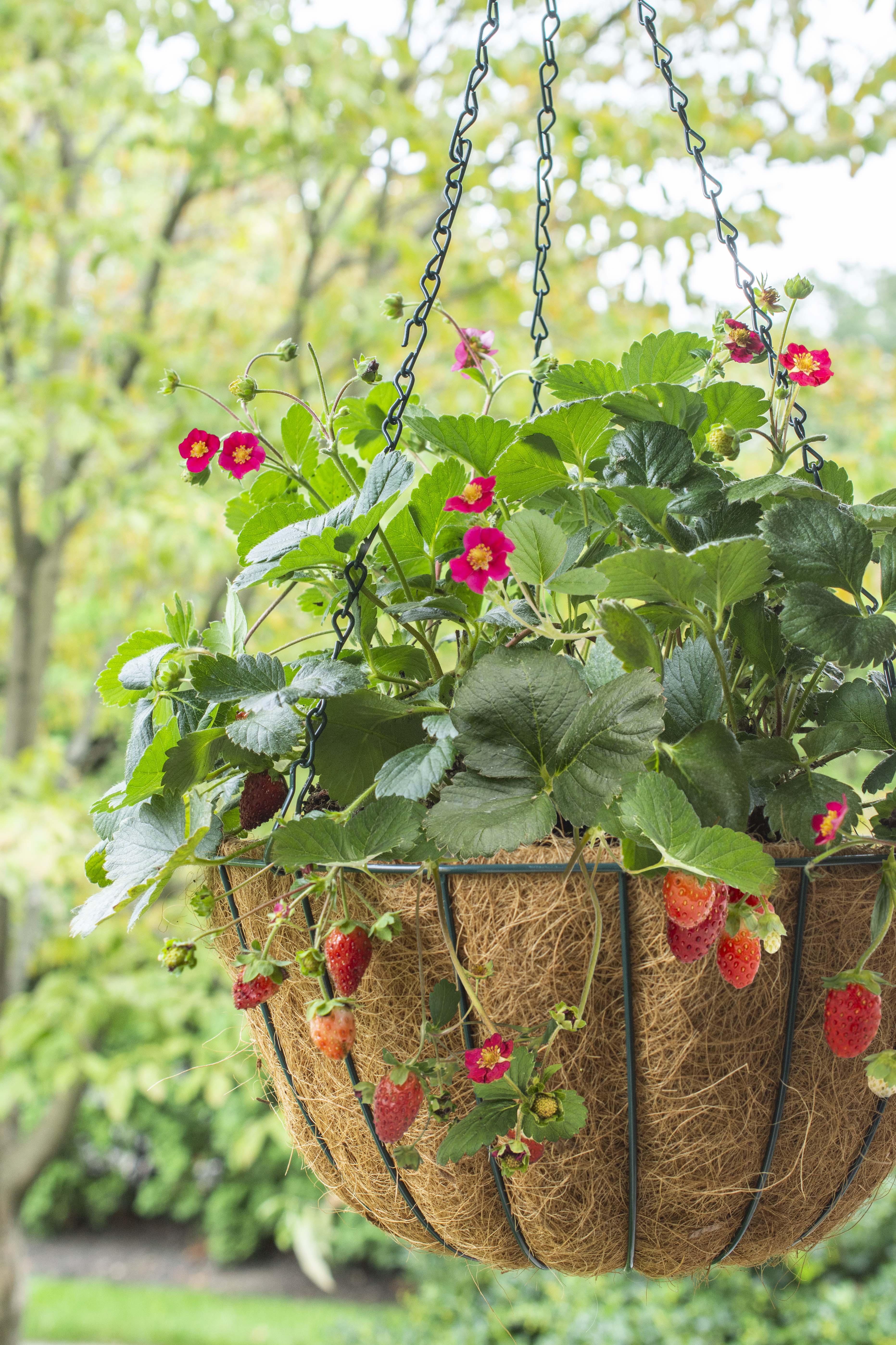 Scarlet Belle™ has scarlet red blooms with yellow centers that produce juicy strawberries all season.