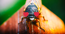 Happy Cicadas