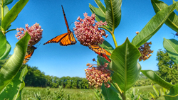 Thumb image for Monarch Butterfly Conservation: Private sector, LandCAN step up as populations decline