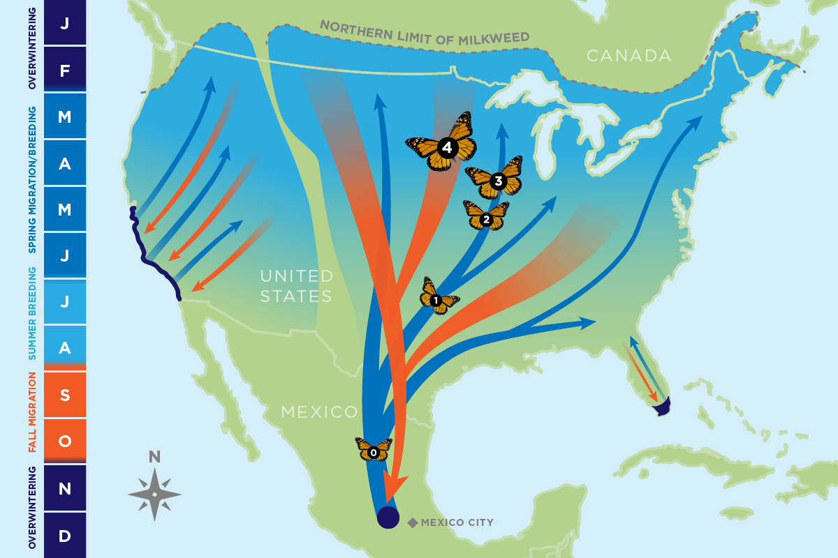 Monarch butterfly migration illustrated.