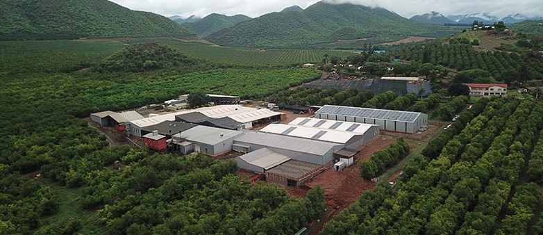 Ivory Macadamias Low's Creek facility and farm