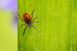 Transmitted by ticks, Lyme disease is spreading due to the expansion of tick host habitat range, primarily deer and rodents, and migratory birds carrying ticks to new areas.