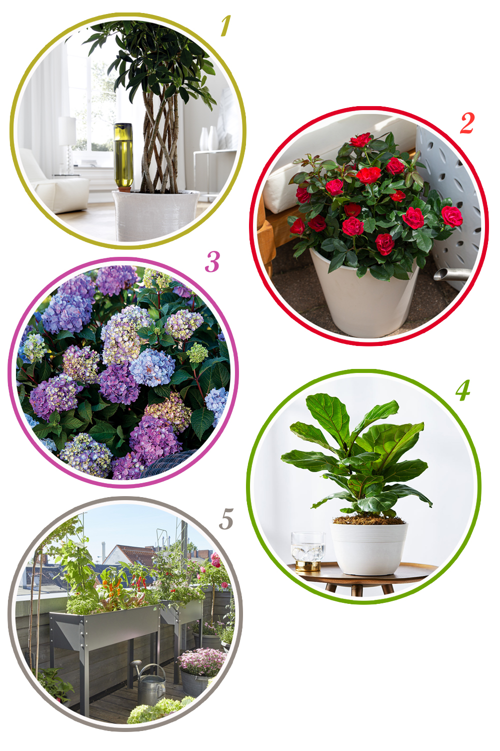 BioGreen, Star Roses, ShrubBucket, Plants.com