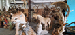 Leopard taxidermy auction