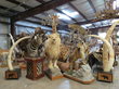 taxidermy king auction texas elephant tusks