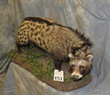 civet cat taxidermy mount