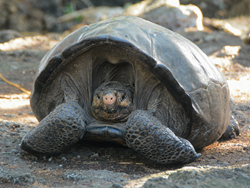 Fernandina Giant Tortoise