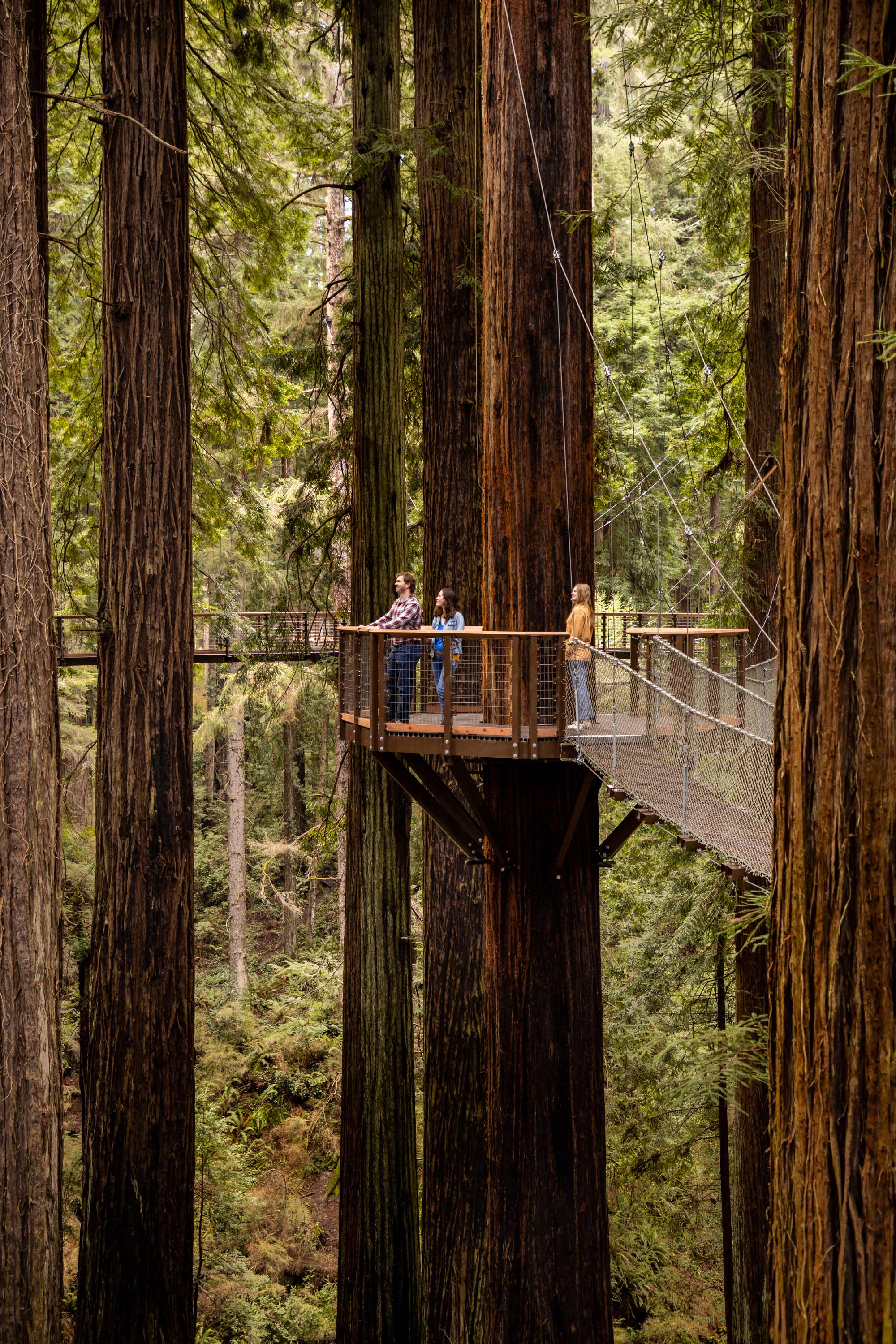 The new Redwood Sky Walk in Eureka takes soft adventurers 100 feet above the forest floor. Photo Courtesy VisitHumboldt.com/ AmyKumler