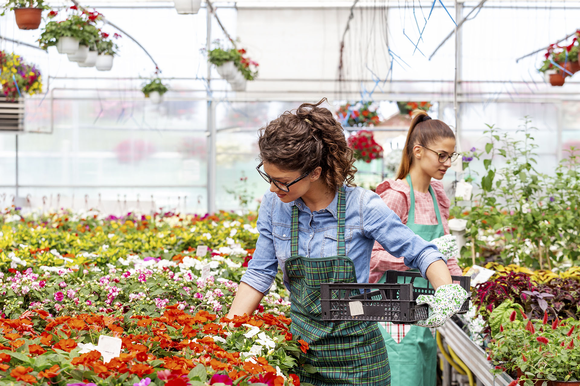 Unique Harvest RFID Software Upscales and Simplifies Plant Tracking and Tracing for the Horticulture Industry