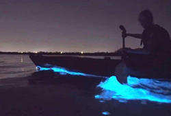 bioluminescence florida kayaking