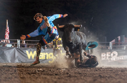 Freestyle bullfighting returns to the centennial Fortuna Rodeo in July. Photo by Carol Niles.