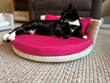 CatsEssentials' Verona Luxury Round Cat Bed