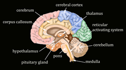 Stroke Rehabilitation Continuing Education course for Occupational and Physical Therapists