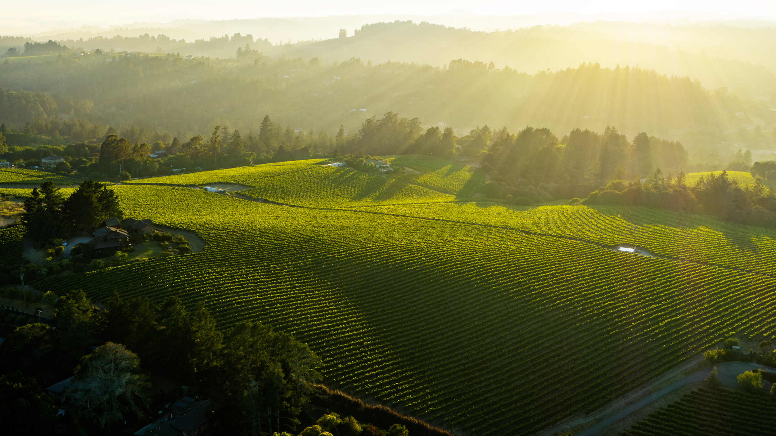 The Russian River Valley is defined by the foggy mornings and warm afternoons that are ideal conditions for Pinot Noir, Chardonnay and other cool-climate varietals.