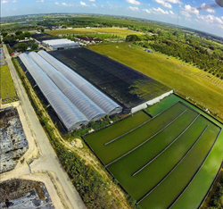 AquaManager Partners With Leading Tilapia Genetics Company Spring Genetics