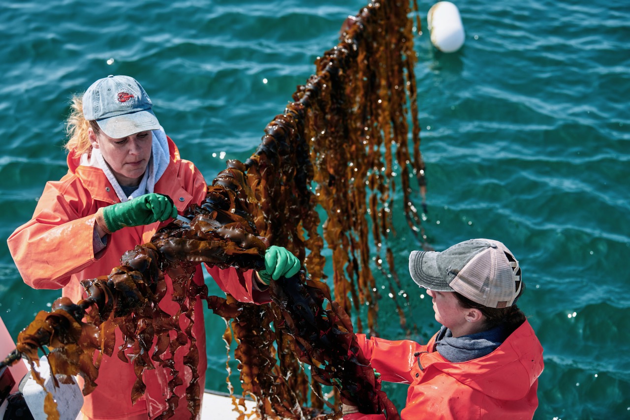 Lobsterwomen harvesting sugar kelp in the Gulf of Maine for Ocean's Balance.