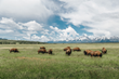 Summer Brings High Demand for New Wildlife Expeditions Yellowstone...