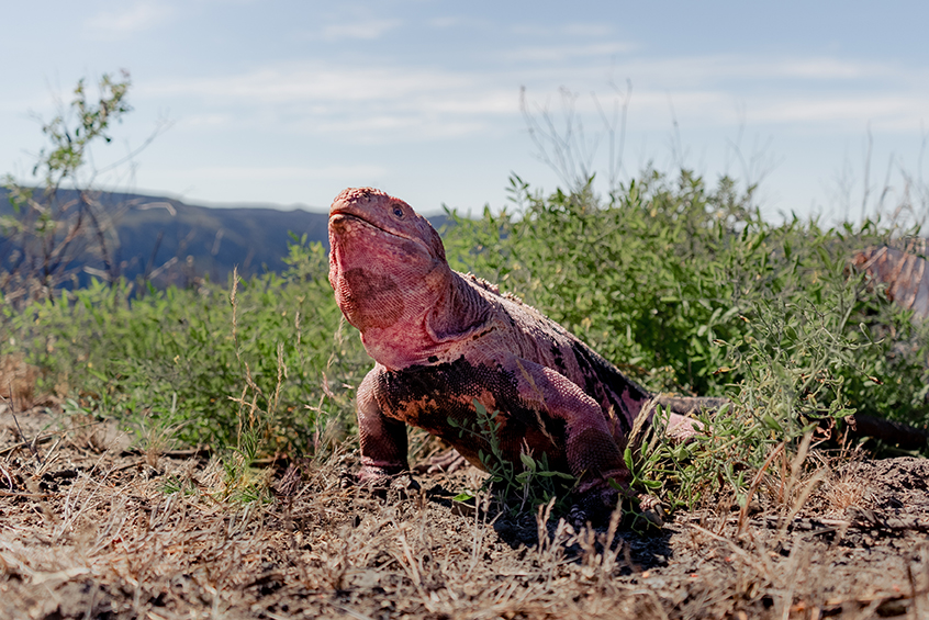 A Pink Land Iguana on Wolf Volcano © Joshua Vela