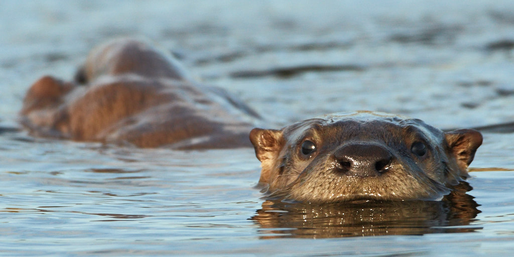 Humboldt County, much of which remains undeveloped, is an excellent place to see otters in the wild, like these in the Arcata Marsh. Courtesy Alan Peterson.