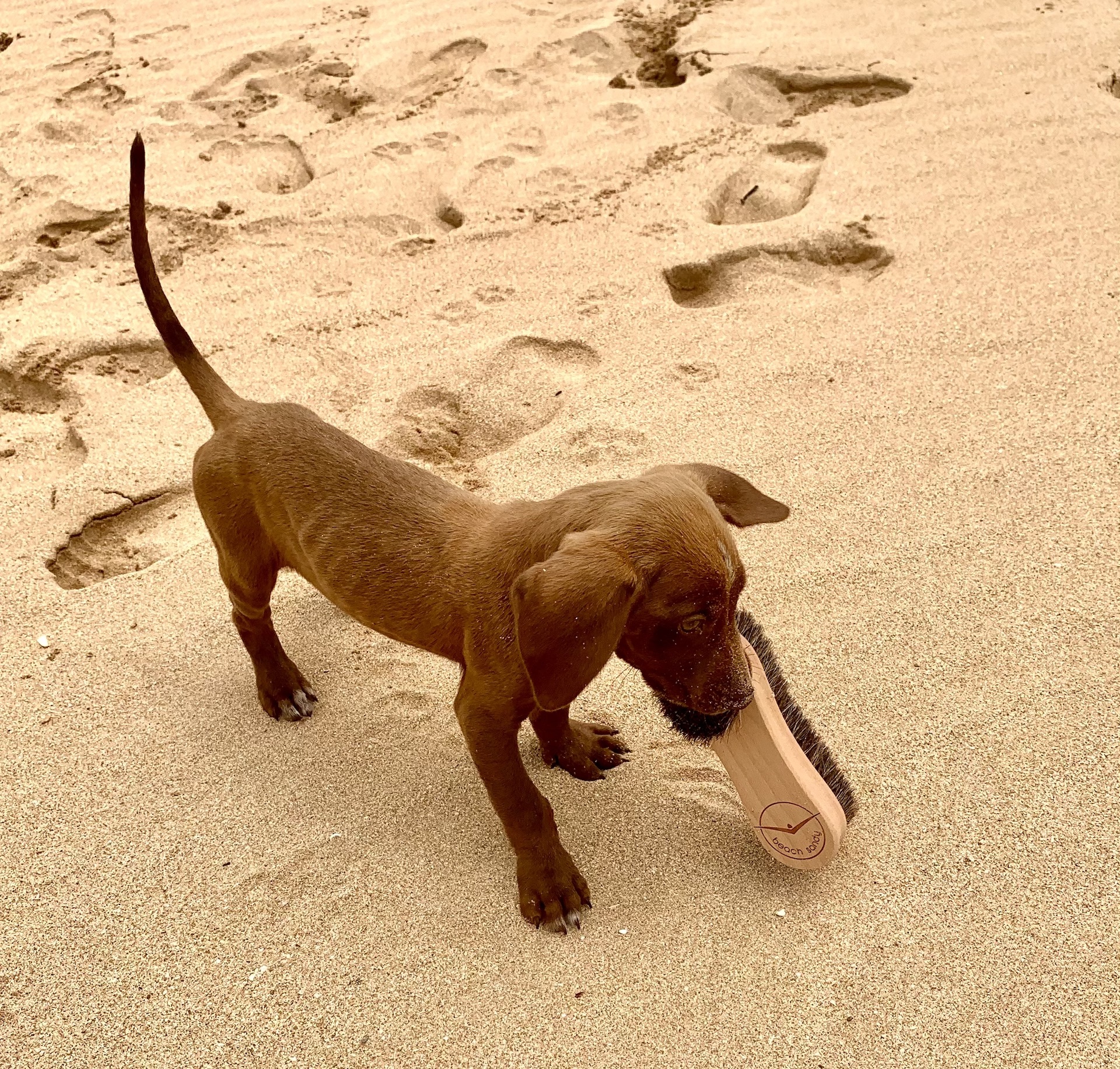 Beach Puppy in Kauai