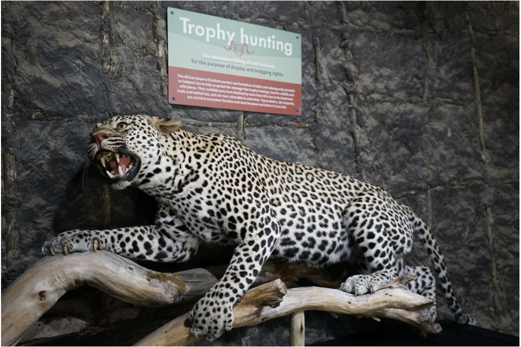 This African leopard was hunted as a trophy and subsequently donated to Oakland Zoo to help the Zoo spread the message that trophy hunting is bad for wildlife and wild places