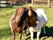 Pasado&#39;s Safe Haven Waives Adoption Fees for World Farm Animals Day