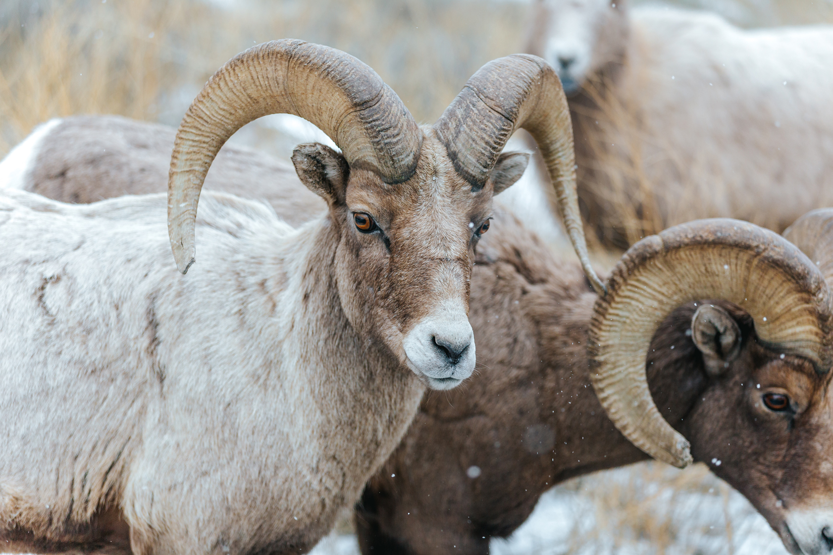 The chance to spot wildlife in their natural habitat free from Yellowstone’s summer crowds helped Wildlife Expeditions winter tours rank in Men’s Journal’s top 10 (PC: Teton Science Schools).