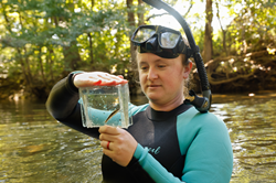 Tennessee Aquarium Conservation Institute Recovery Biologist Shawna Fix holds a portable aquarium with a Bridled Darter collected from Holly Creek in North Georgia.