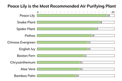 Chart of most recommended plant for air purification