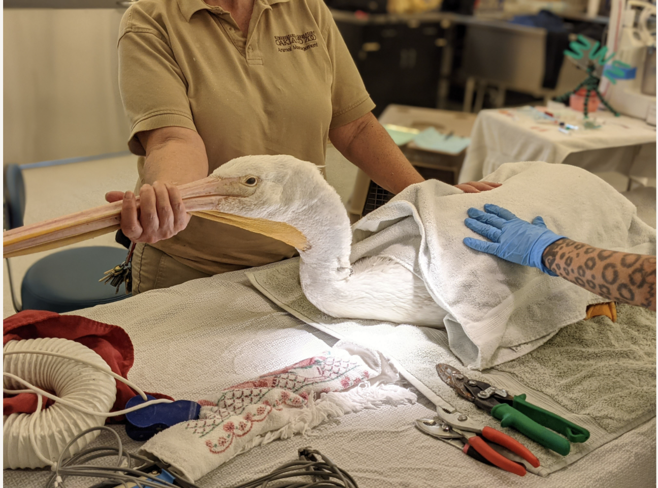 Merritt’ the American White pelican receives treatment at Oakland Zoo Veterinary Hospital