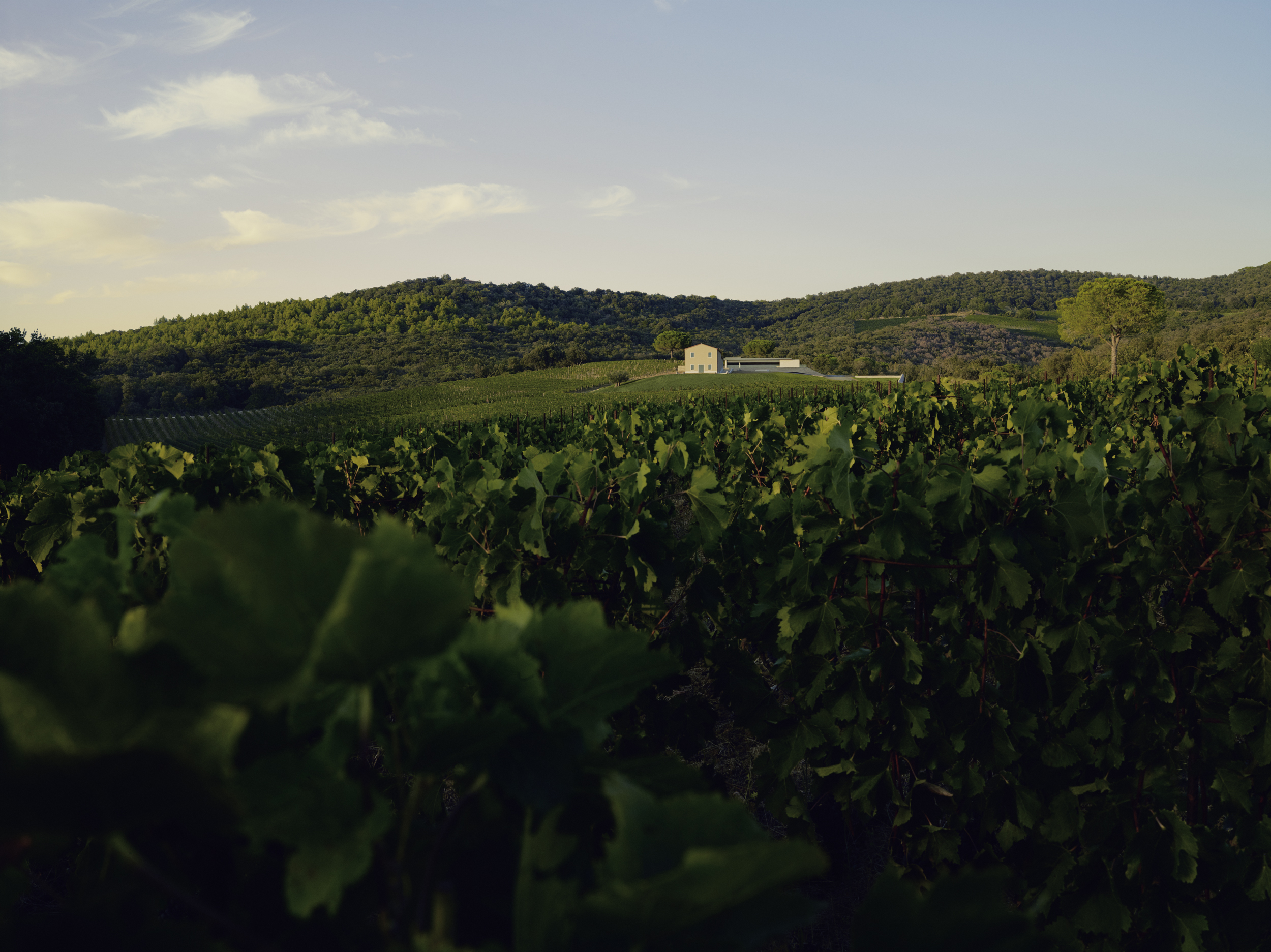 Masseto Vineyards and Winery