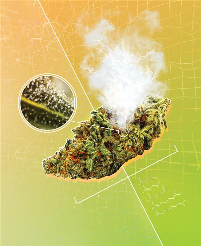 ABSTRAX pins origin of cannabis aroma