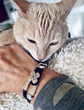 ALEXIS HUNTER: ‘PAWS FOR THOUGHT’ COLLECTION  - Celeb Jewelry Now Carries a Message