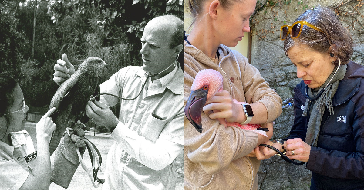(LEFT: Dr. Joel Parrott CEO of Oakland Zoo (also a veterinarian, from 1987 to 2021)(RIGHT: Dr. Alex Herman VP of Veterinary Services at Oakland Zoo; Photo Credit Oakland Zoo)