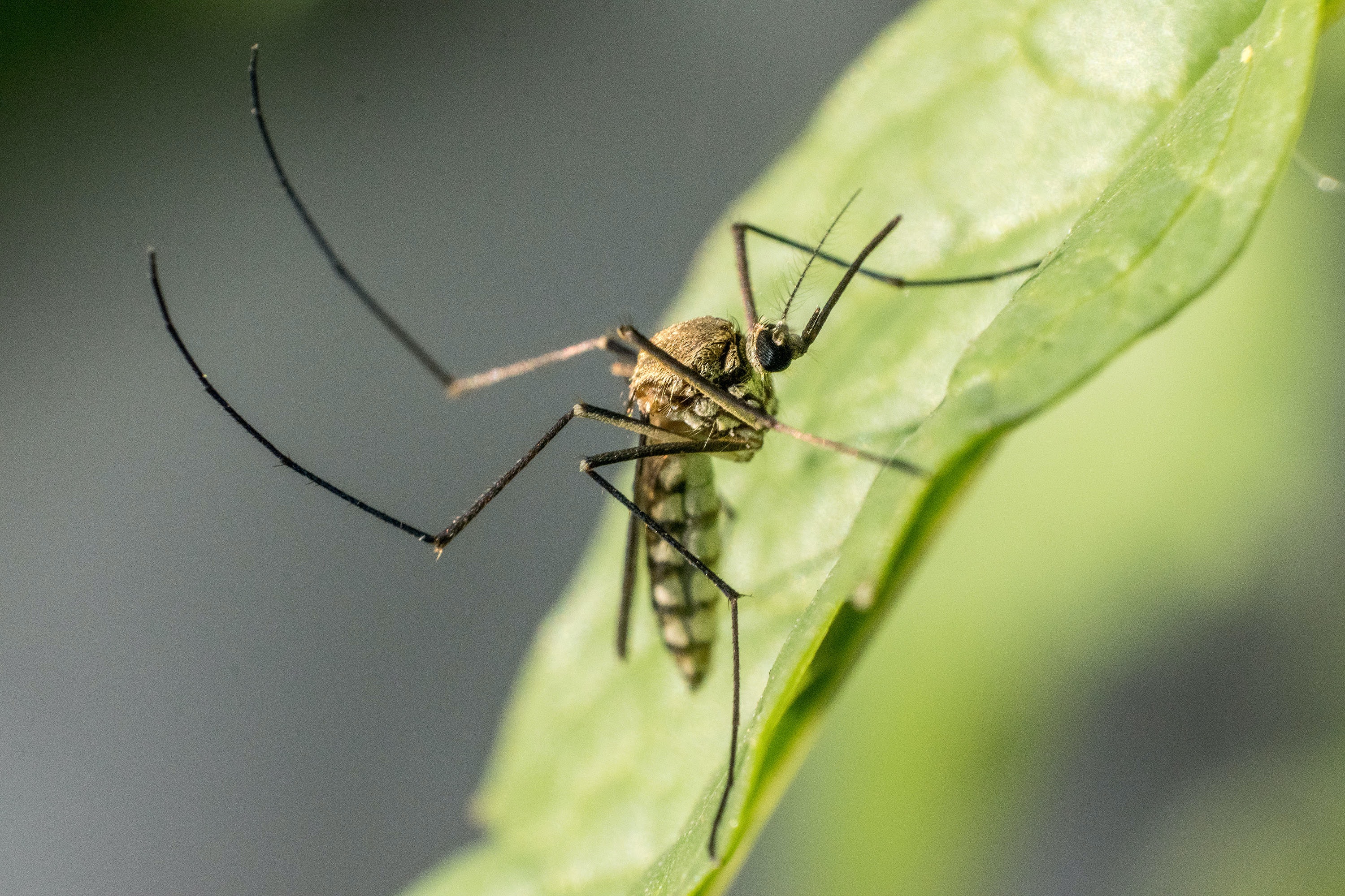 Ticks and mosquitoes remain the principle transmitters of pet and human vector-borne diseases.