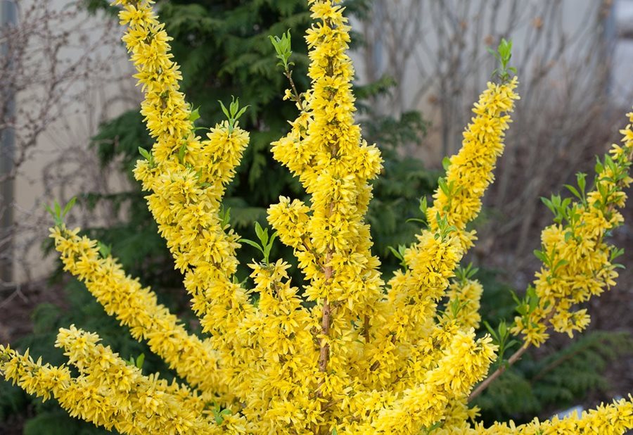 Show Off® forsythia from Proven Winners.