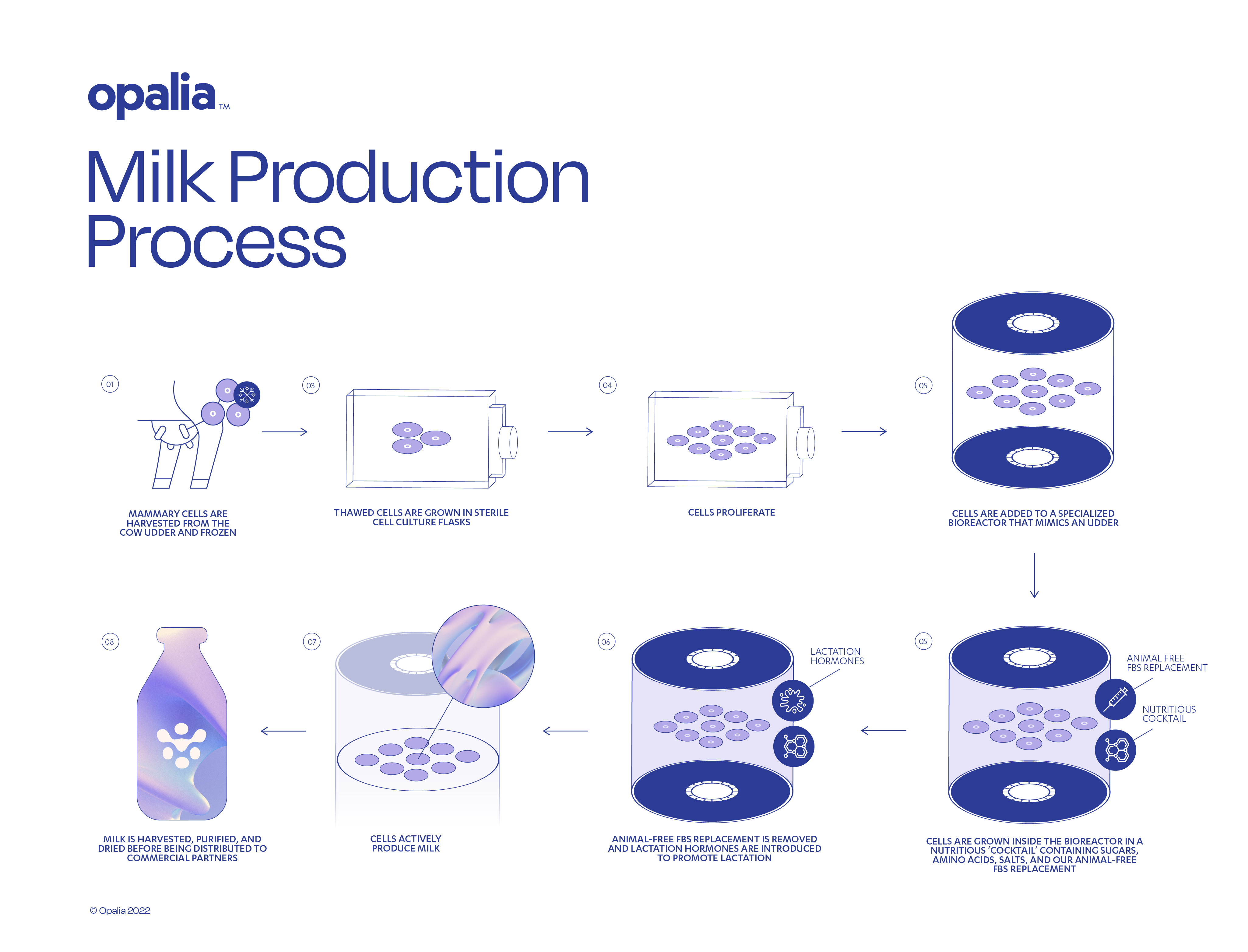 Opalia's patent-pending process uses real bovine mammary cells to make whole milk for sustainable and animal-free dairy products with no compromise on taste and texture.