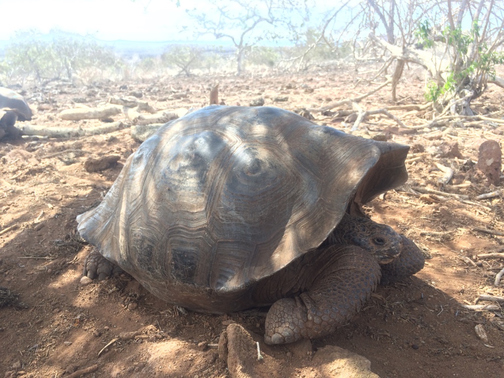 A male San Cristóbal Island Giant Tortoise found in 2016 in the lower reaches of the island, part of an estimated population of 6,000-8,.000.