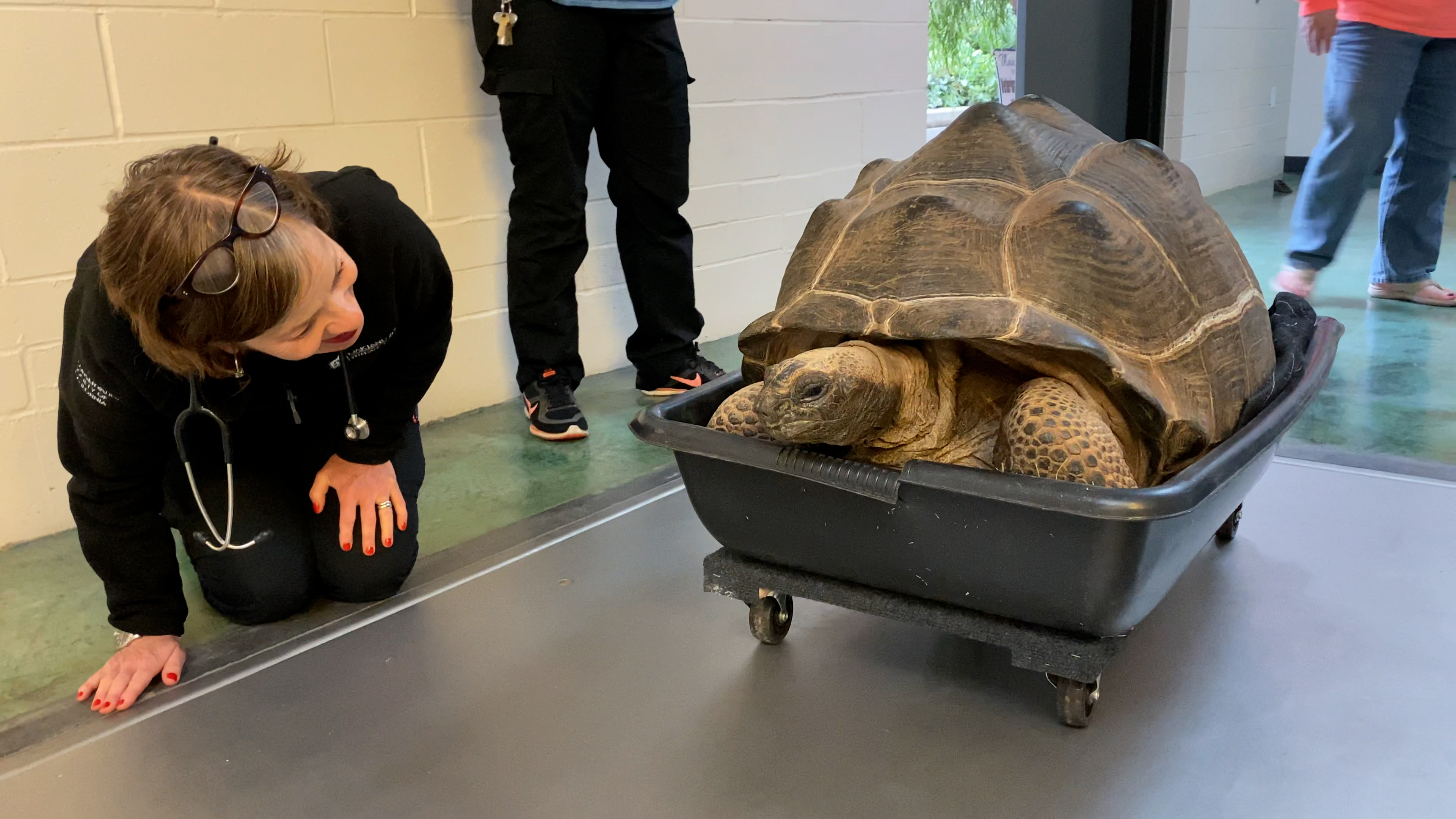 Dr. Alex Herman, VP of Veterinary Services at Oakland Zoo, welcoming Aldabra tortoise rescues